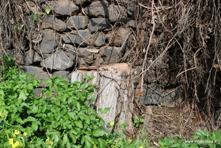 Robinia delle Chiazzette